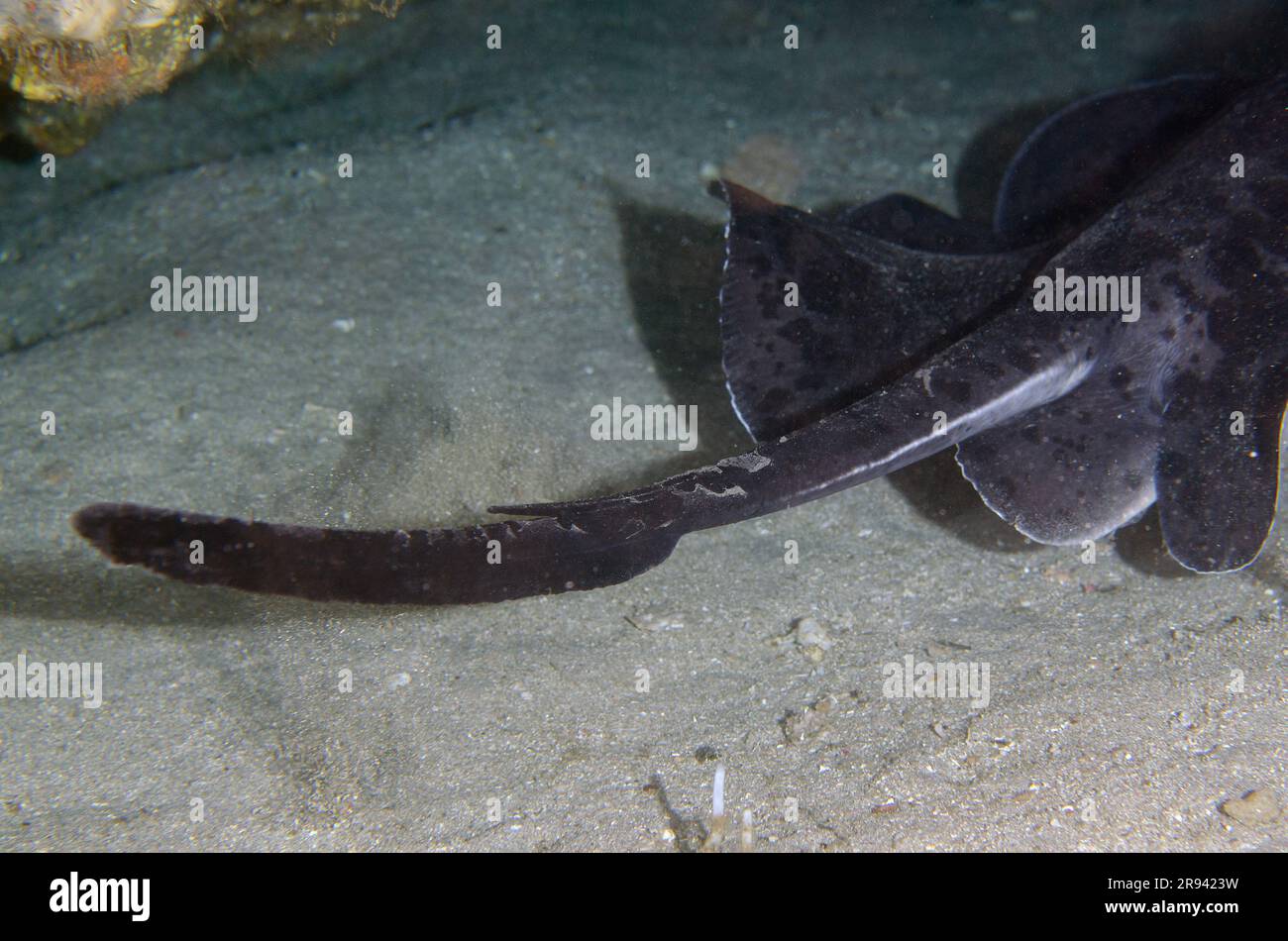 Marmorierter Stachelrochen, Taeniura meyenis, auf der Roten Liste der IUCN als gefährdet eingestuft, in einer Höhle mit giftigem Schwanzbein, verantwortlich für die Tötung von TV-Personali Stockfoto