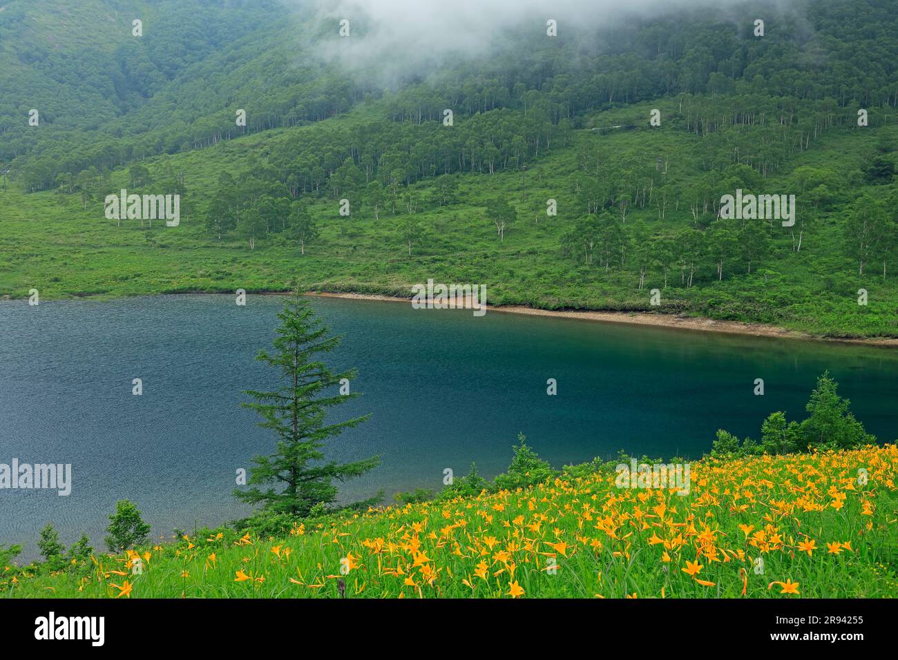 Lake Notan und Nikkoukisuge Stockfoto