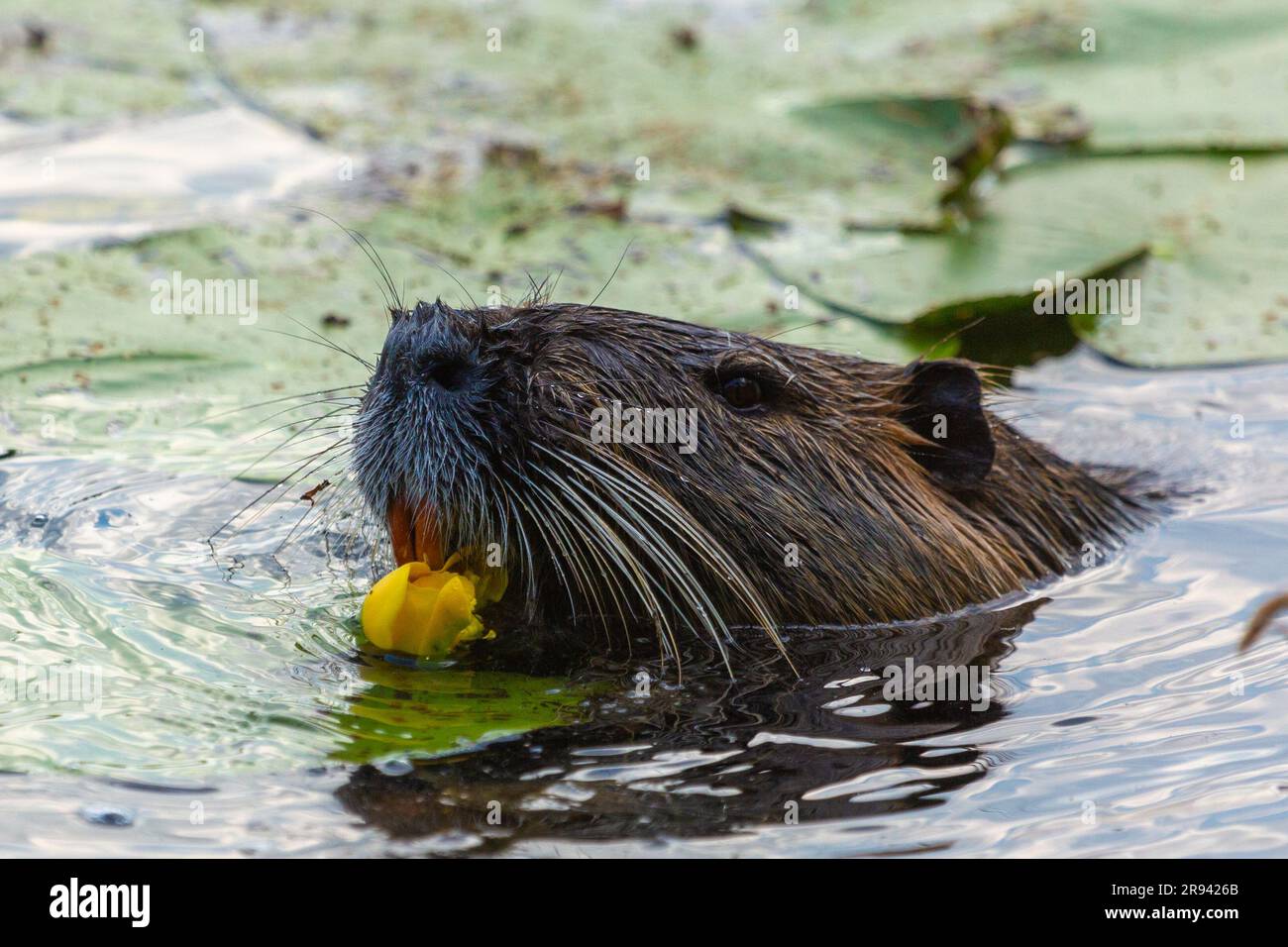 Nutria (Myocaster coypus) in einem kleinen See in Linden, Hessia Stockfoto