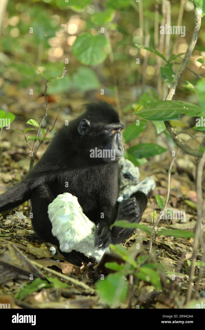 Ein Makaken (Macaca nigra) hält ein Stück Polystyrol-Schaumstoffplatte auf dem Boden, während es in der Nähe eines Strands, wo eine Mülldeponie mit Plastikabfällen gesichtet wird, in TWA Batuputih (Naturpark Batuputih) nahe dem Naturschutzgebiet Tangkoko in Nord-Sulawesi, Indonesien, auf dem Boden sitzt. „Nicht nachhaltige menschliche Aktivitäten sind heute die wichtigste Kraft, die Primaten zum Aussterben bringt“, so ein Team von Wissenschaftlern unter der Leitung von Alejandro Estrada (Institut für Biologie, Nationale Autonome Universität von Mexiko) in ihrem 2017 veröffentlichten Aufsatz über ScienceAdvances. Stockfoto