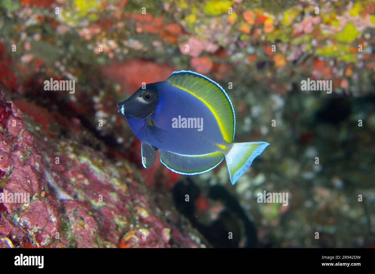 Pulverblauer Surgeonfish, Acanthurus leucosternon, Gili Tepekong Canyon Tauchplatz, Candidasa, Bali, Indonesien Stockfoto