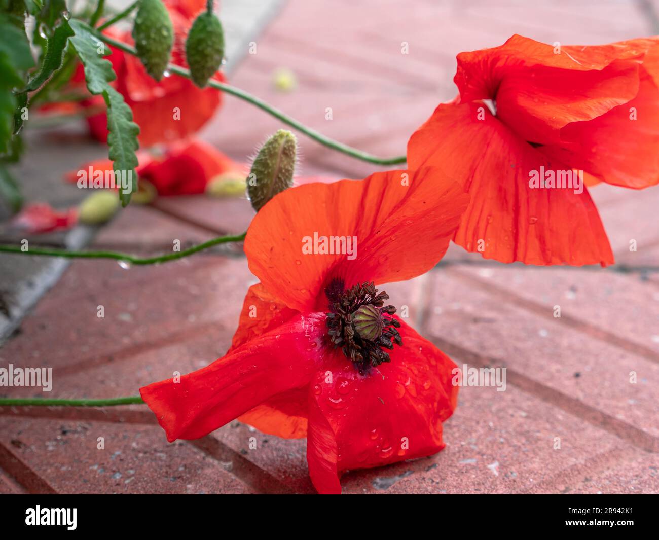 Nahaufnahme einer nassen roten Mohnblume, die von Regentropfen bedeckt und auf einem gefliesten Bürgersteig in einer Stadt gefallen ist. Stockfoto