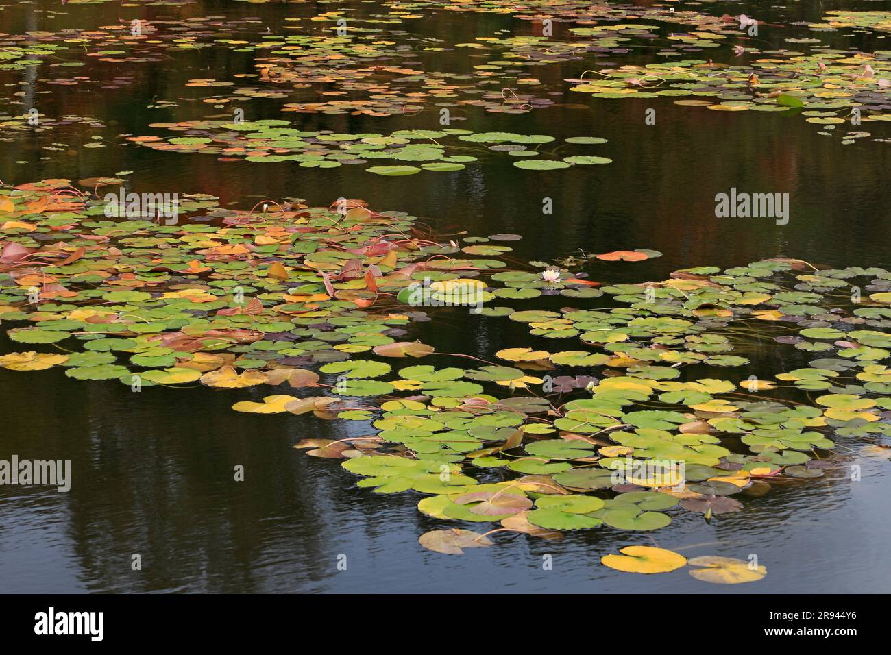 Lotusteich im Herbst bei Shiga Kogen Stockfoto