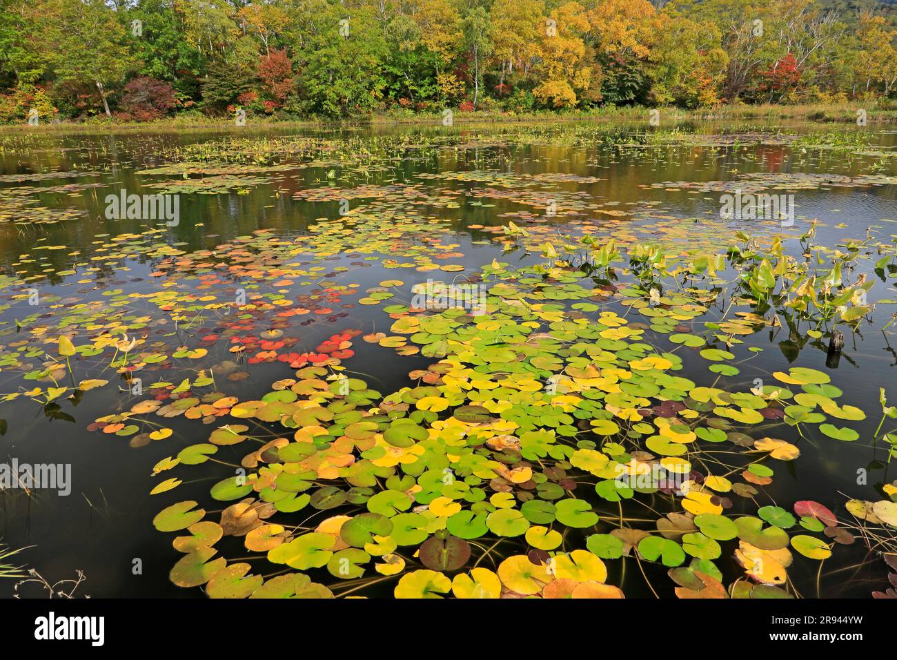 Lotusteich im Herbst bei Shiga Kogen Stockfoto