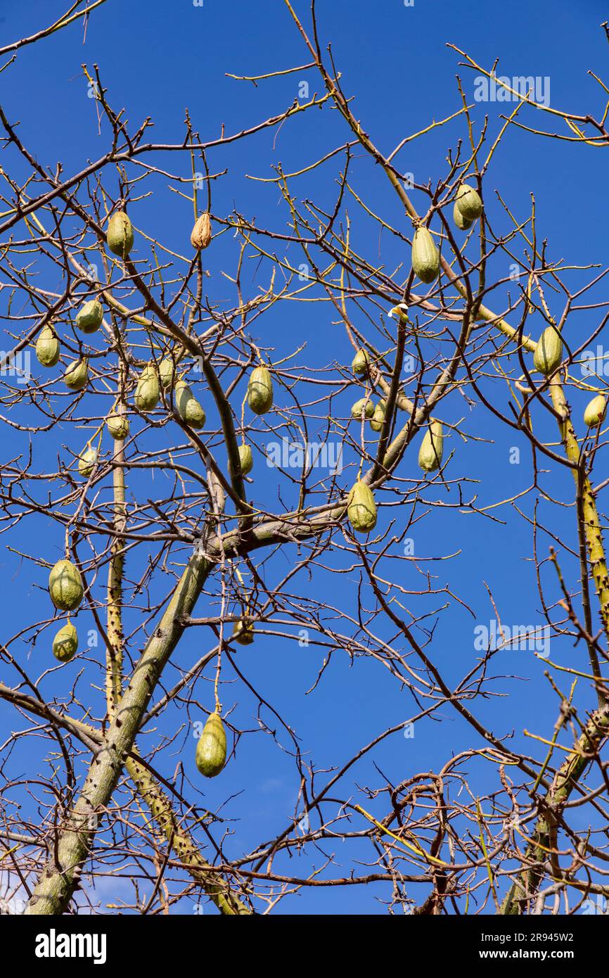 Ceiba insignis, der weiße Seidenbaum, ist eine Blumenpflanze der Familie Malvaceae, die in Barcelona, Spanien, zu finden ist. Stockfoto