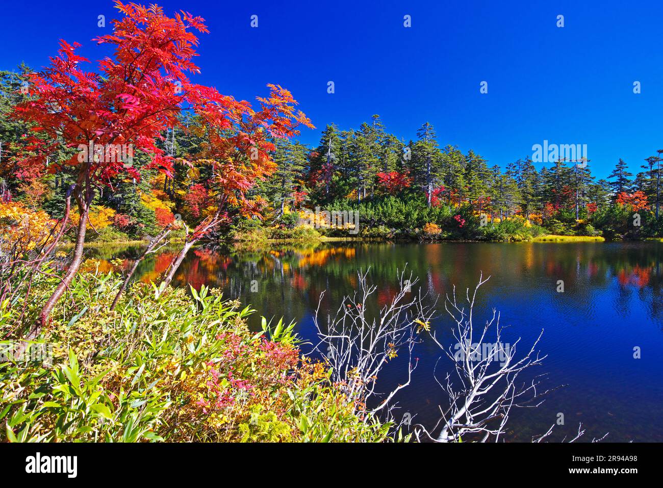 Herbstlaub in Midorinuma Stockfoto