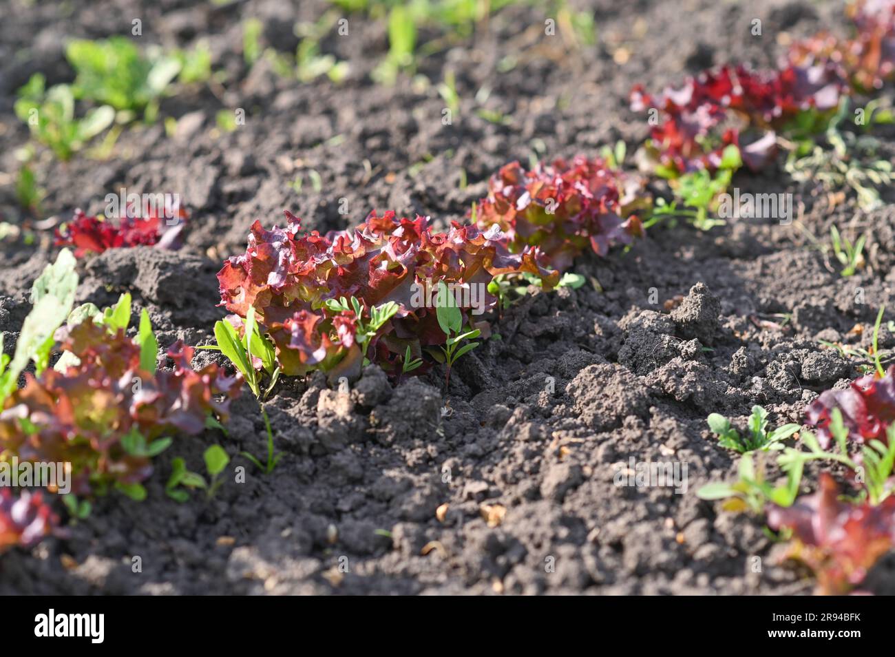 Lollo Rosso Salatblätter im Garten Stockfoto