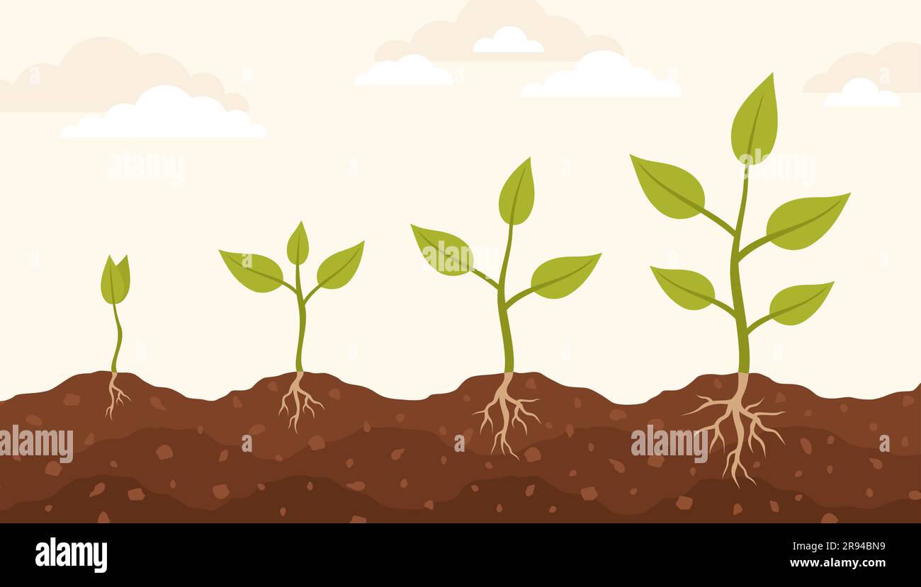 Infografiken der Pflanzenwachstumsphasen. Pflanzen in den Boden gepflanzt. Abbildung eines flachen Vektors Stock Vektor