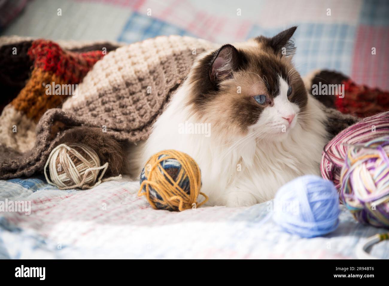 Farbige Fäden, Stricknadeln und andere Artikel zum Handstricken und eine süße Hauskatze Ragdoll auf dem Bett. Stockfoto