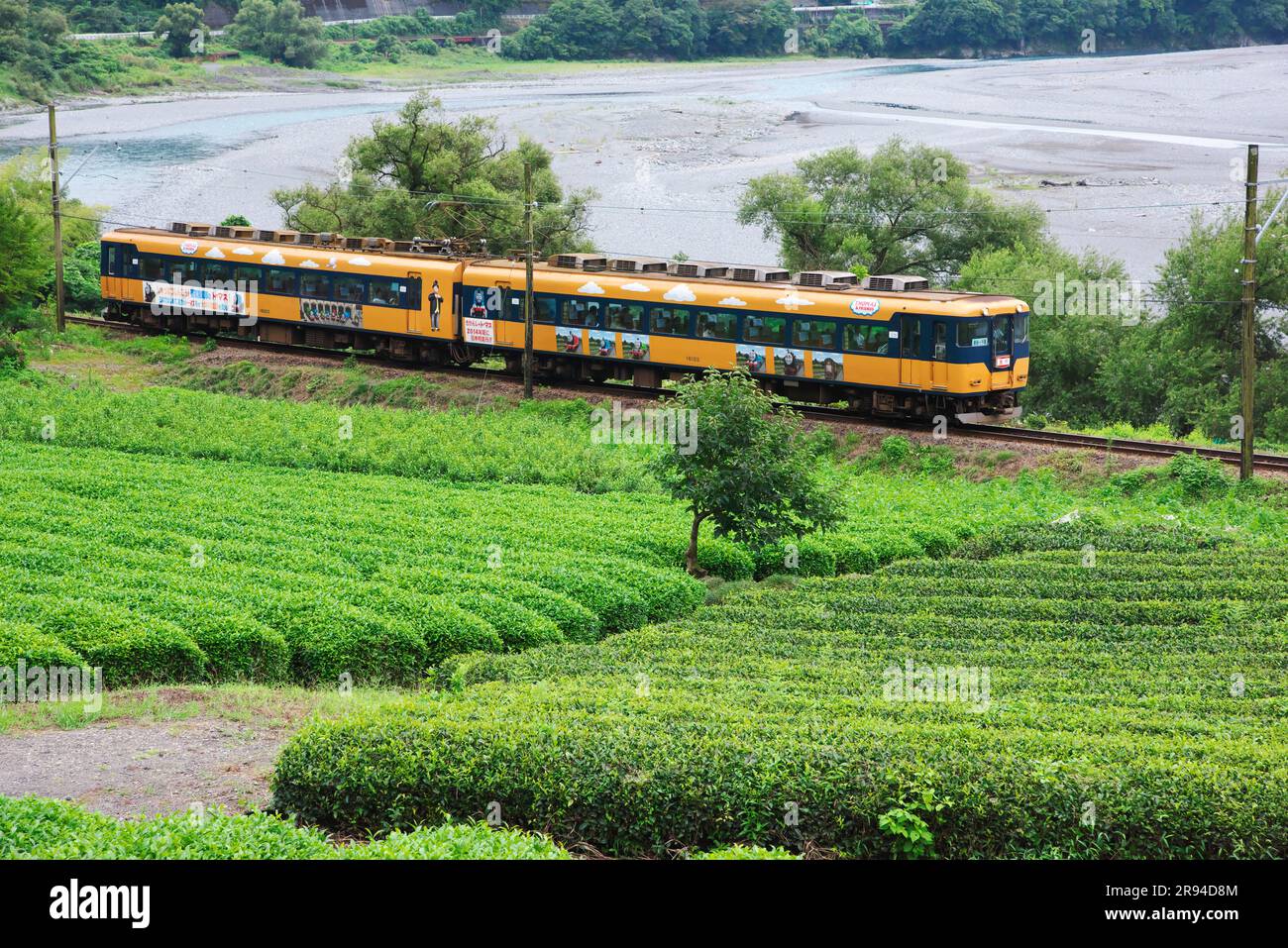 Fluss Oigawa, Teefeld und Express-Zug Stockfoto