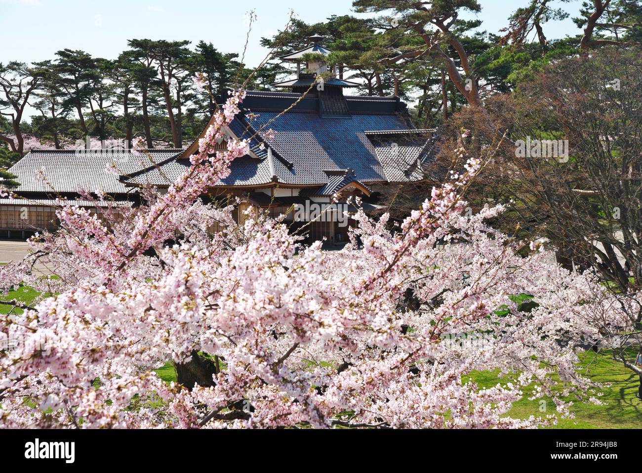 Kirschblüten im Goryokaku Park und im Büro des Richters von Hakodate Stockfoto