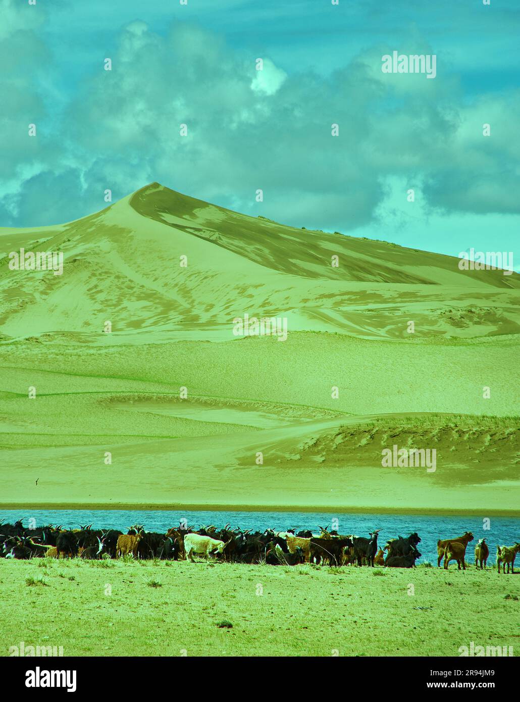 Sands Mongol Els, Herde von Tieren grasten auf dem Gras Stockfoto