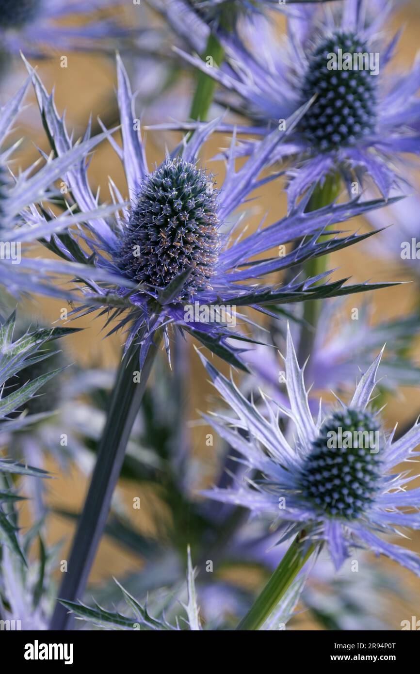 Eryngium x zabelii Big Blue, Sea Holly, Perennial, Zapfen umgeben von langen und spitzen Armbändern, dichte blaue Blumen Stockfoto