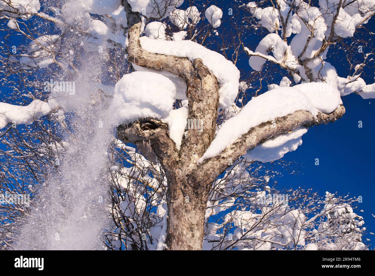 Schnee fällt von einem Baum Stockfoto