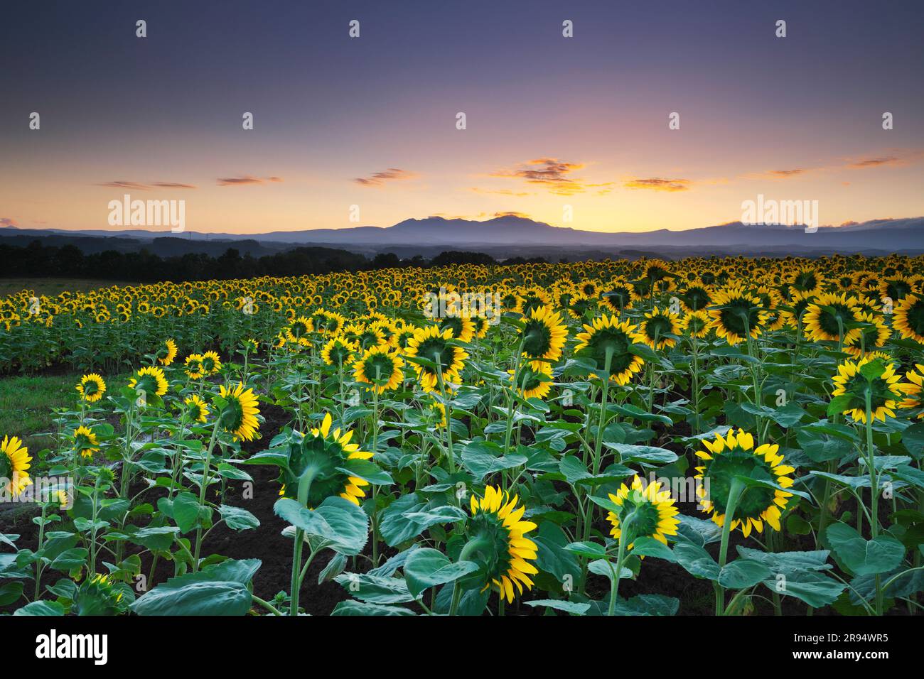 Am Morgen des Mt. Daisetsuzan und Sonnenblumen Stockfoto