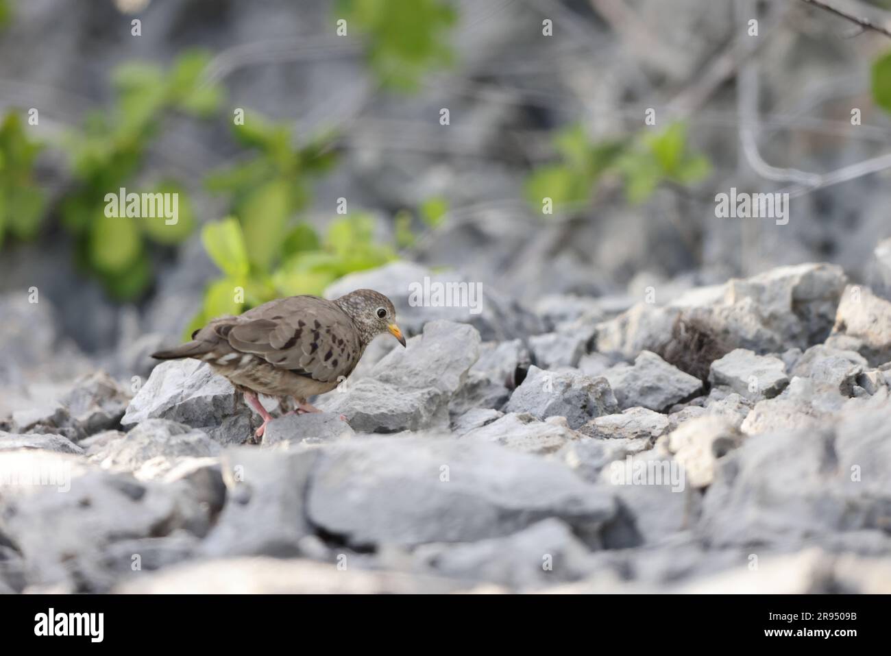 Gemeinsame Erdtaube (Columbina passerina) in Jamaika Stockfoto