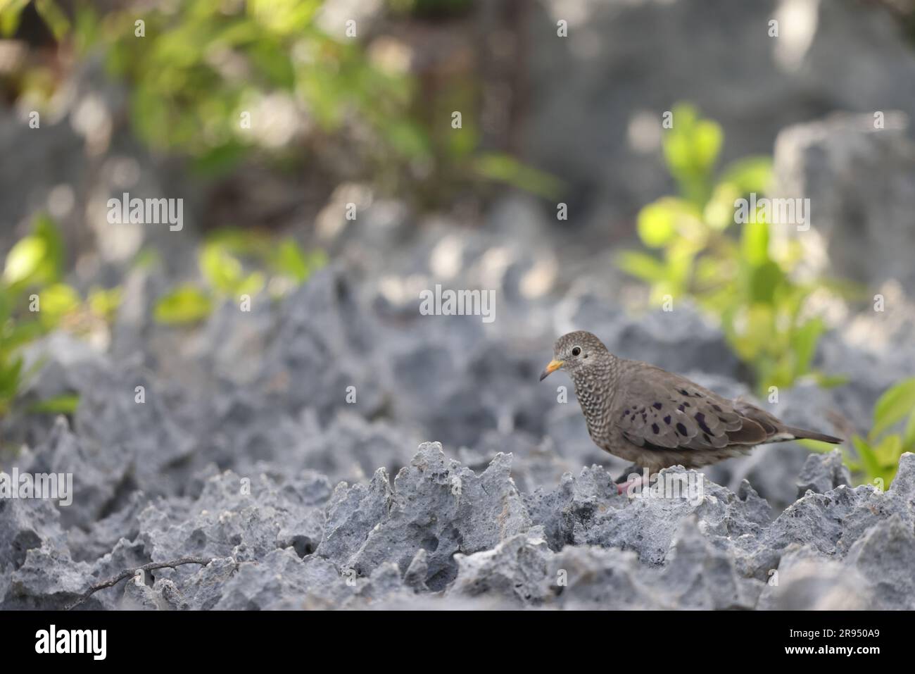 Gemeinsame Erdtaube (Columbina passerina) in Jamaika Stockfoto