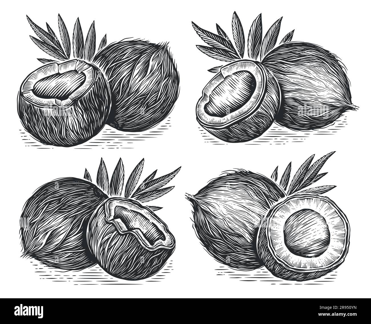 Frische tropische Nüsse mit Kokosnuss und Palmenblätter. Handgezeichnete Skizzenvektordarstellung im Vintage-Stil Stock Vektor
