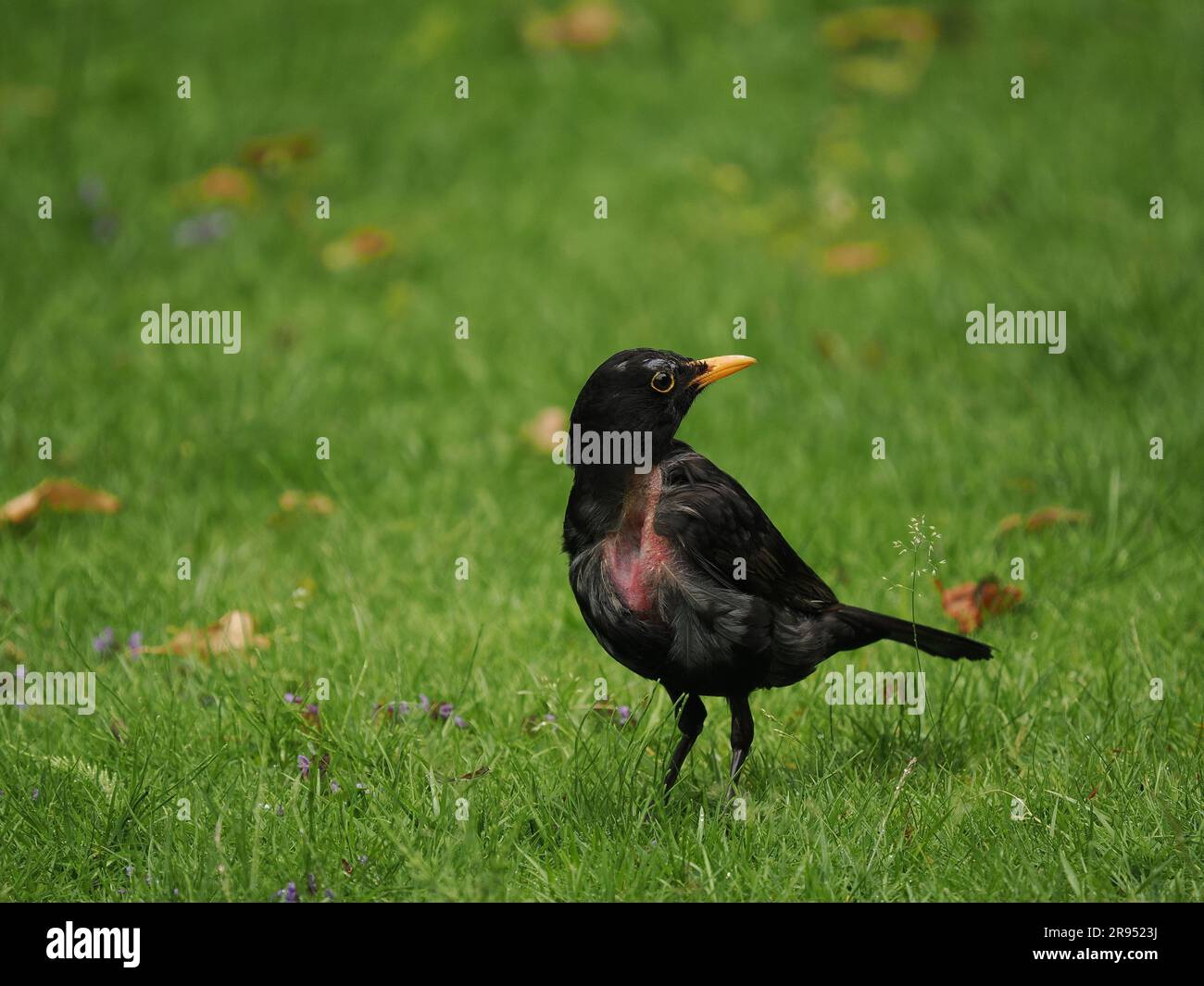 Diese Amsel zeigte Anzeichen eines Traumas auf ihrer Brust, sah aus, als wäre sie einem Sperber-Angriff entkommen und geplappt. UK Stockfoto