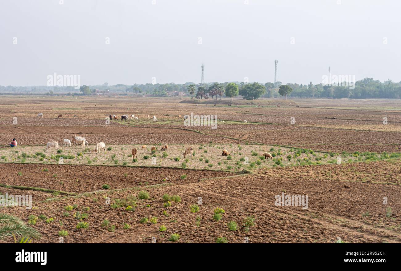Auf dem landwirtschaftlichen Feld weiden Kämpfe in der Ferne vor dem blauen Horizont im Hintergrund Stockfoto