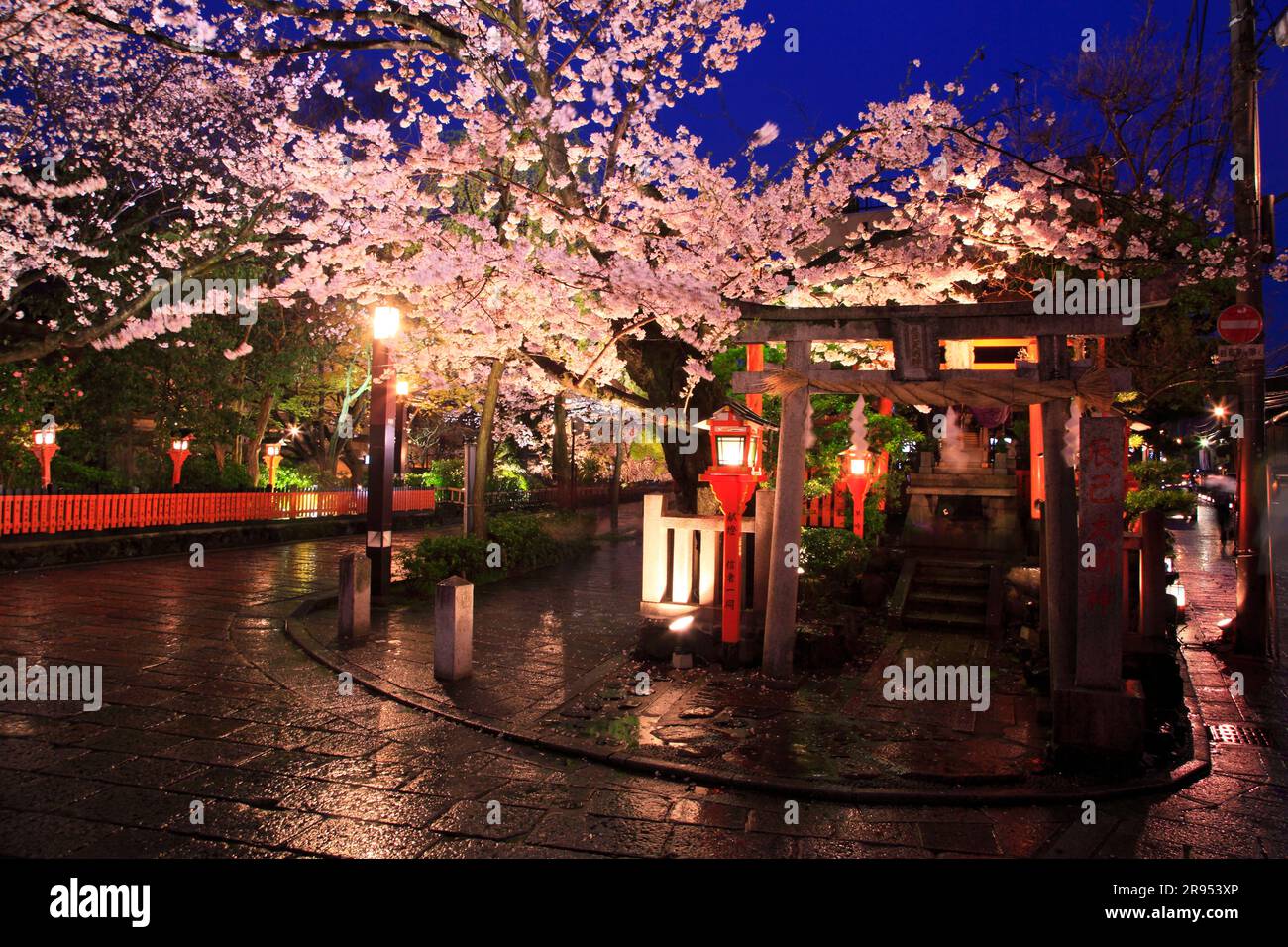 Die Kirschblüten in Gion Shirakawa erleuchteten Stockfoto