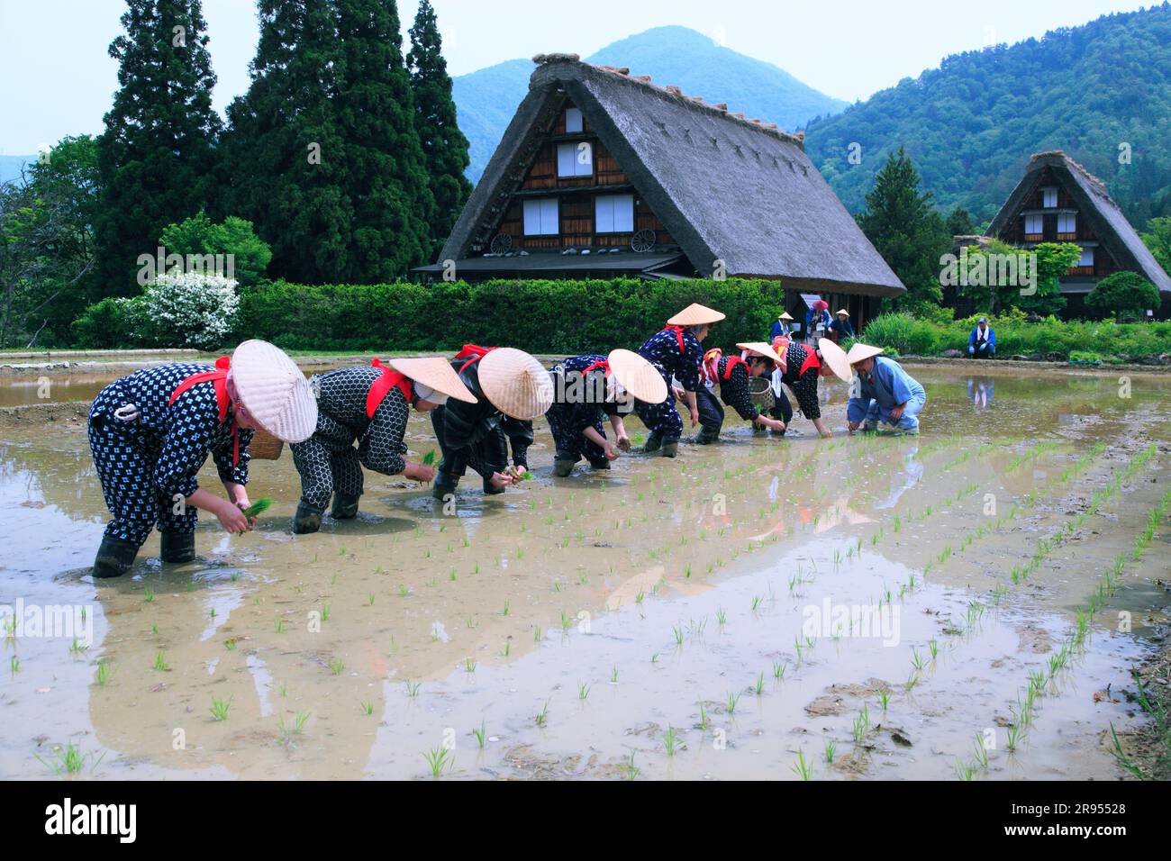 Reispflanzfestival von Shirakawago Stockfoto