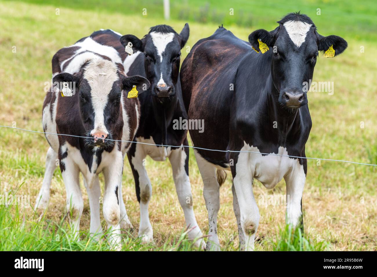 Milchkälber auf einem Bauernhof starren in die Kamera. Stockfoto
