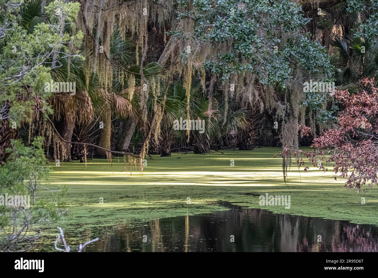 Mit grünen Algen überdachter Sumpfpool auf Fort George Island in Jacksonville, Florida. (USA) Stockfoto