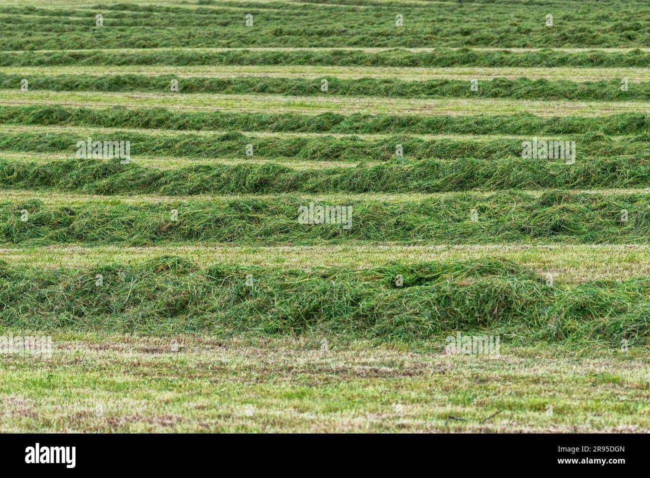 Landwirtschaft: Reihen von Grassilage, die in West Cork, Irland, auf das Ballen-/Einsammeln warten. Stockfoto