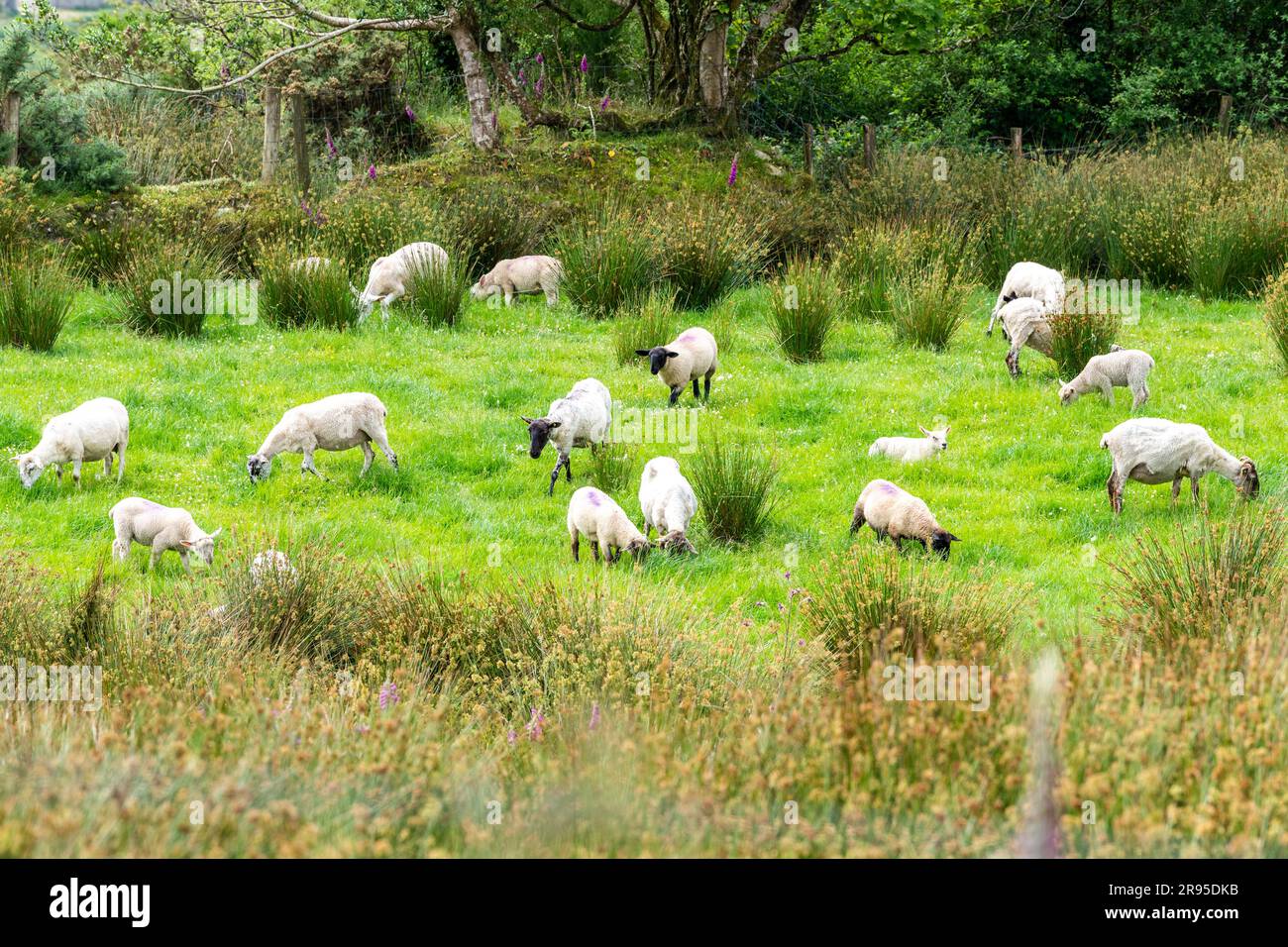 Neu gescherte Schafe, die auf einem Feld in Ballydehob, West Cork, Irland weiden. Stockfoto