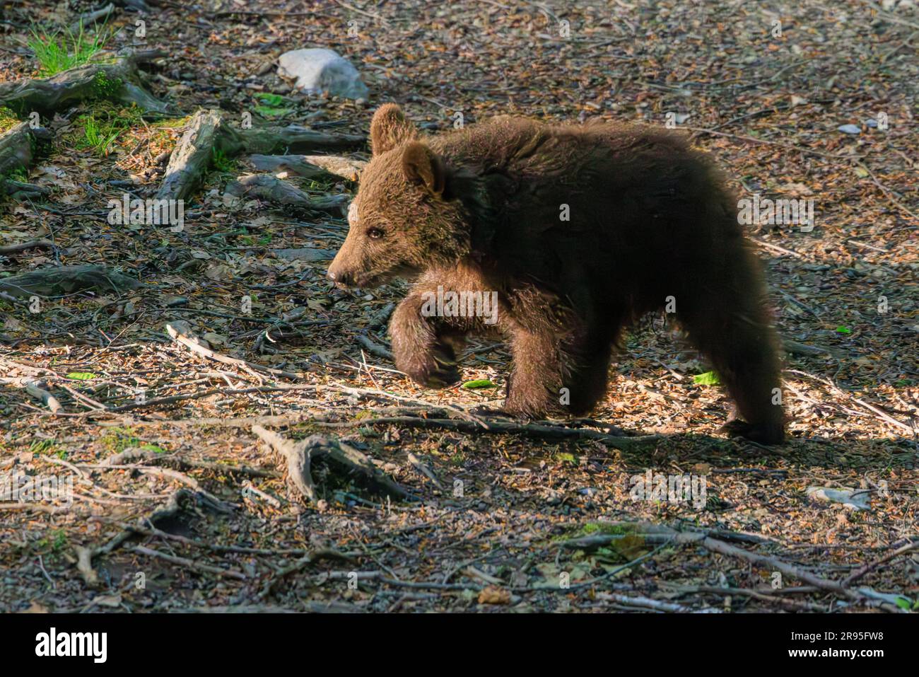 Süßes Bärenjunges, das in der Dämmerung durch einen Wald läuft, auf einer Bärenbeobachtungstour in slowenien Stockfoto