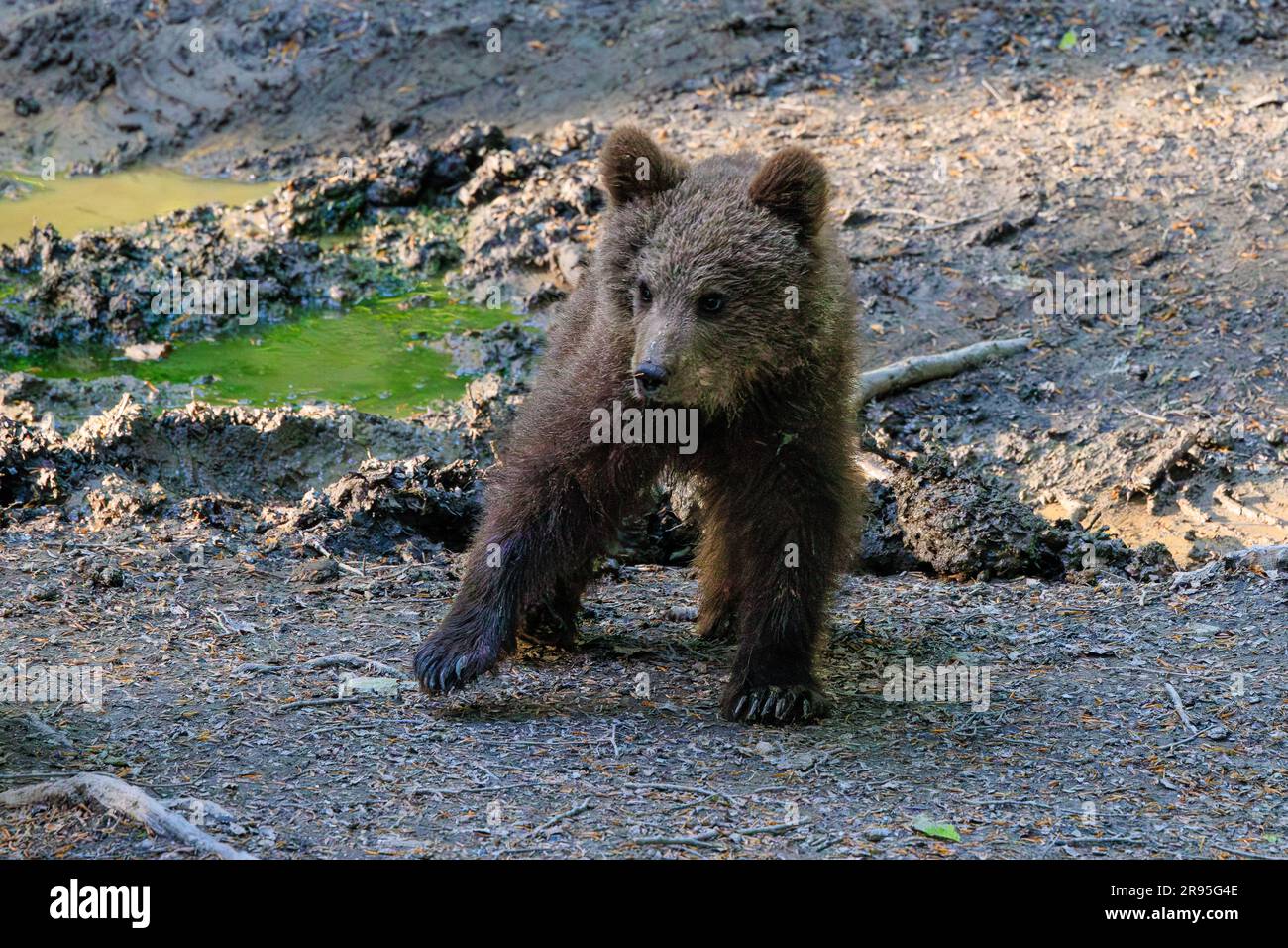 Süßes Bärenjunges, das in der Dämmerung durch einen Wald läuft, auf einer Bärenbeobachtungstour in slowenien Stockfoto