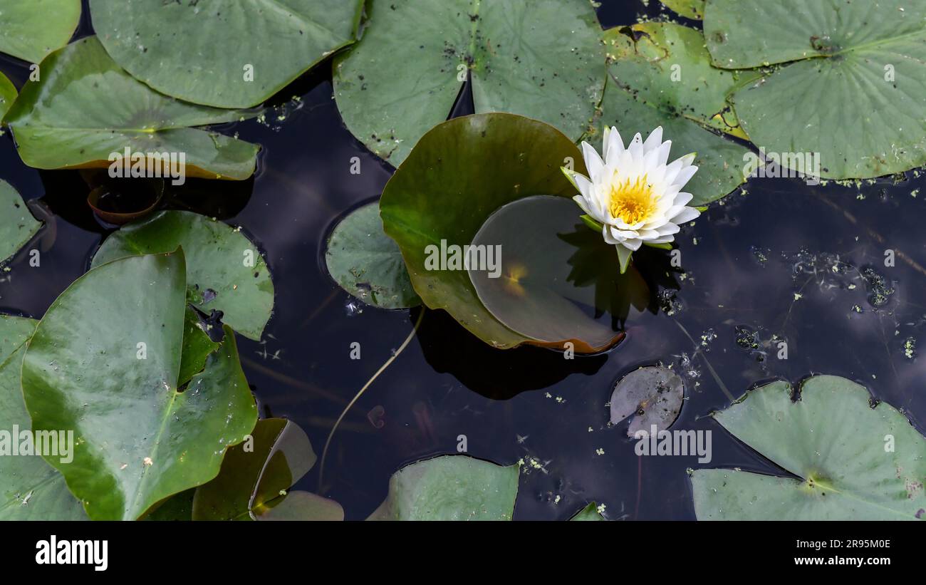 Nahaufnahme der weißen Lilienblume, die auf dem Teichwasser schwimmt, und der Lilienpolster Stockfoto