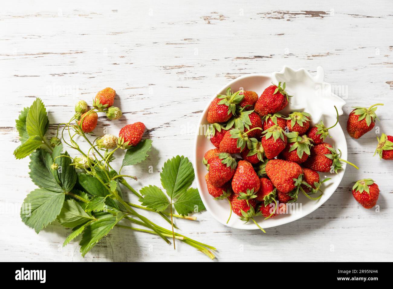 Erntehintergrund. Bio-Bauernmarkt. Schüssel mit reifen, frisch gepflückten roten Erdbeeren auf einem weißen rustikalen Tisch. Blick von oben. Stockfoto