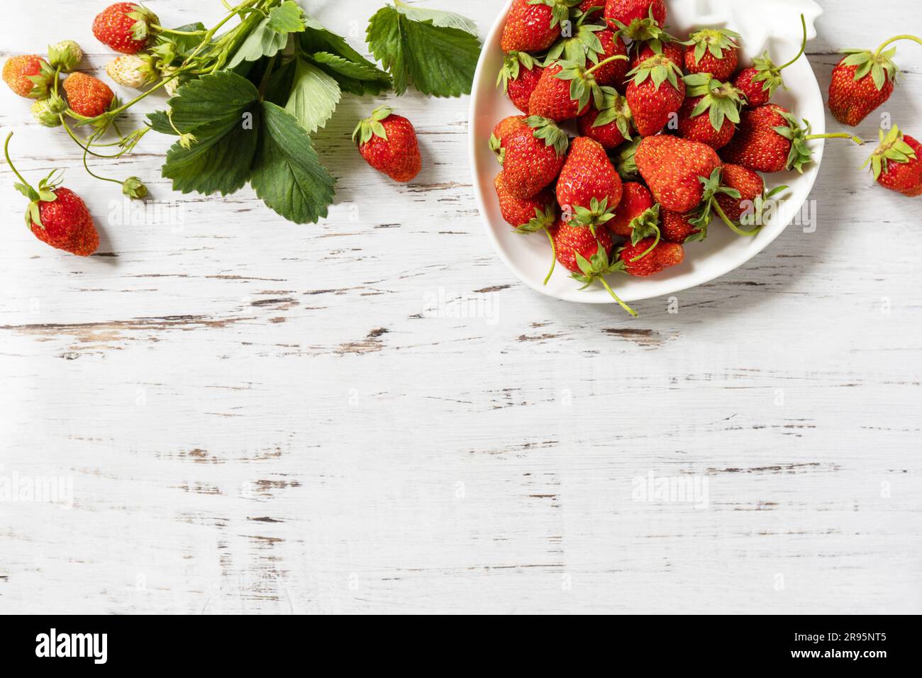 Erntehintergrund. Bio-Bauernmarkt. Schüssel mit reifen, frisch gepflückten roten Erdbeeren auf einem weißen rustikalen Tisch. Blick von oben. Speicherplatz kopieren. Stockfoto
