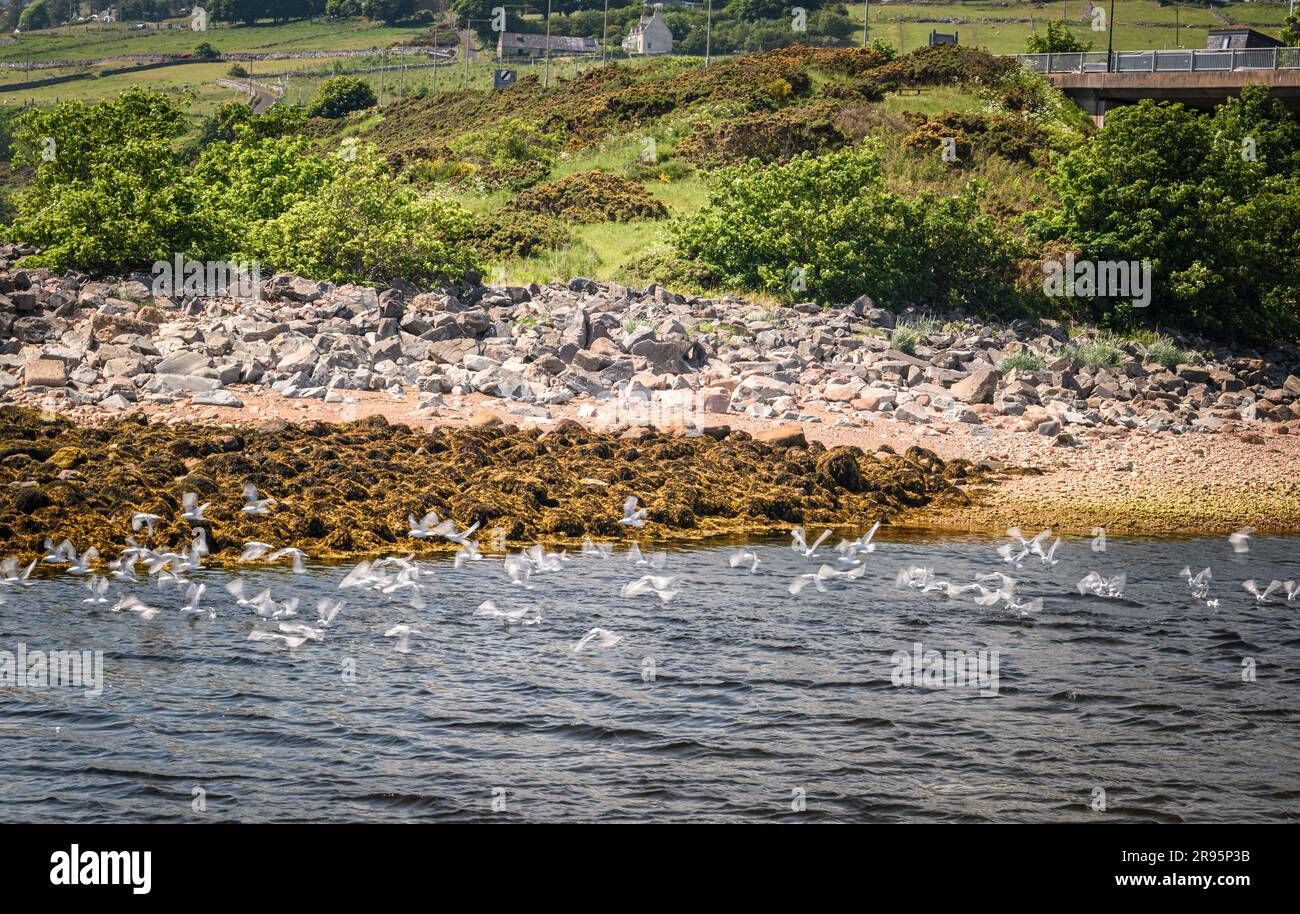 Ein Sommer-HDR-Bild einer Herde von Common Gulls, Larus canus, die vom Fluss Helmsdale in Helmsdale, Sutherland, Schottland, abhebt. 14. Juni 2023 Stockfoto