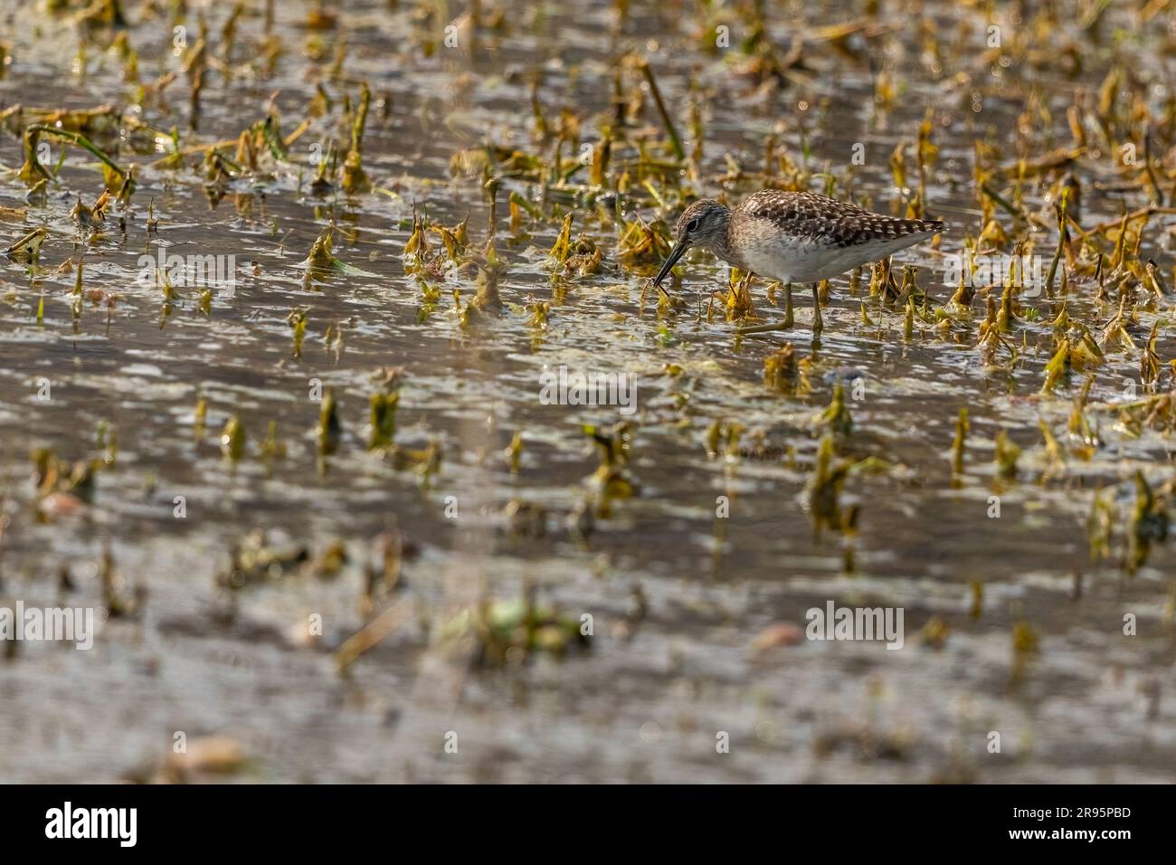 Ein Sandpiper aus Holz in nassem Land Stockfoto