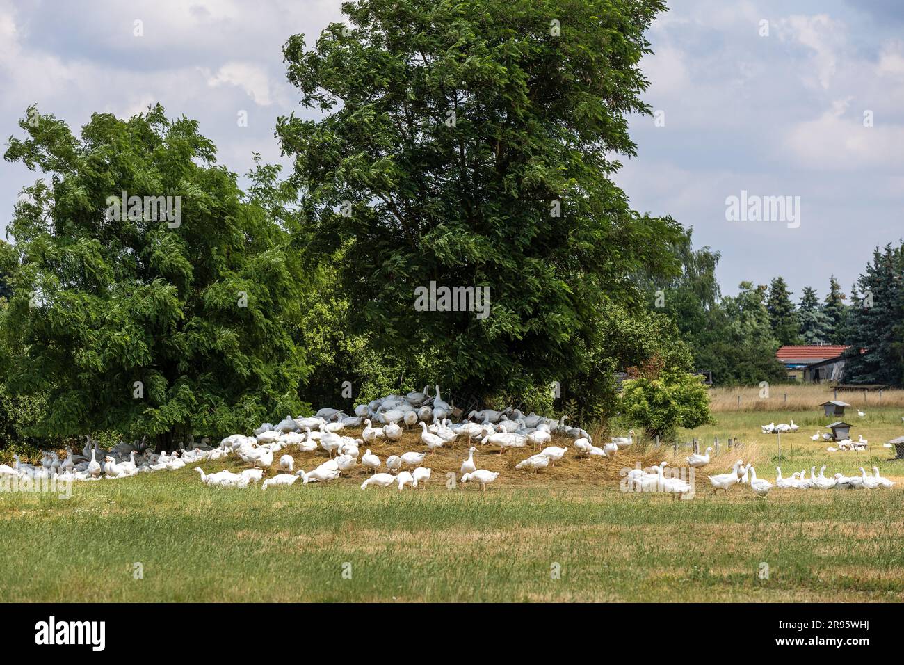 24. Juni 2023, Brandenburg, Jämlitz-Hütte: Auf einem Bauernhof suchen viele Gänse nach Nahrung. Nach den heftigen Stürmen mit starkem Regen und Überschwemmungen wird es in Deutschland am Wochenende wieder überwiegend freundlich und trocken sein. Das Wetter am Samstag ist laut deutschem Wetterdienst meist hell und sonnig. Nur im Norden des Landes können dichtere Wolkenfelder auftreten. Gleichzeitig bleibt es größtenteils frei von Niederschlägen. Die Höchsttemperaturen liegen zwischen 25 und 31 Grad, in Küstengebieten etwas kühler. Am Sonntag erwarten die Meteorologen viel Sonne in der südwestlichen Hälfte. Stockfoto