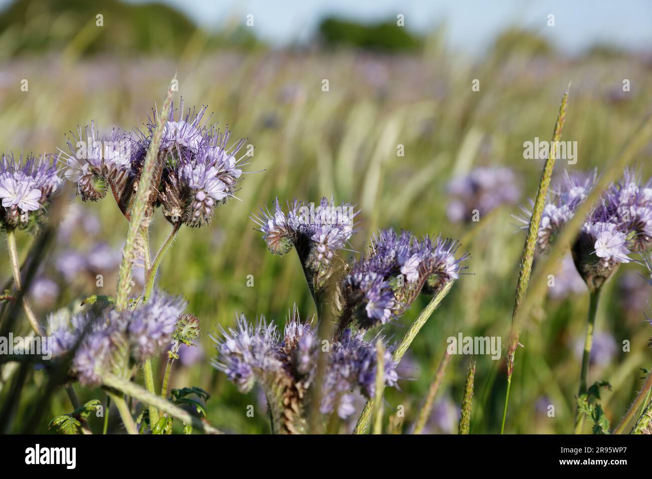 Wildblumen, Suffolk, England, Vereinigtes Königreich Stockfoto