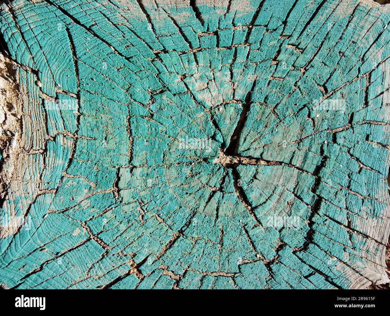 Ein alter gebrochener Baumstumpf. Blick von oben. Stockfoto