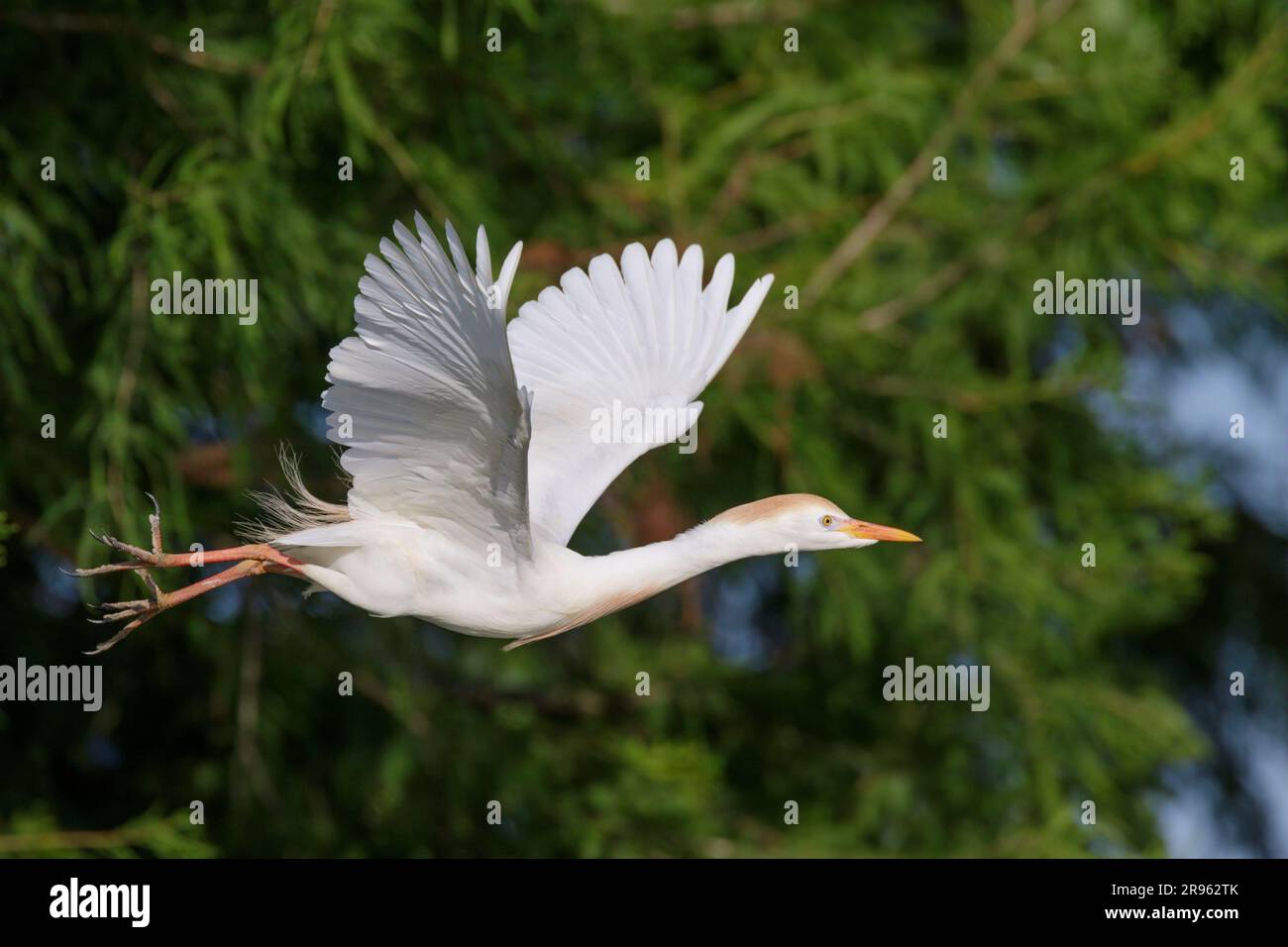 Rindereier (Bubulcus ibis) startet von einem Baum im Raum Houston, Texas, USA. Stockfoto