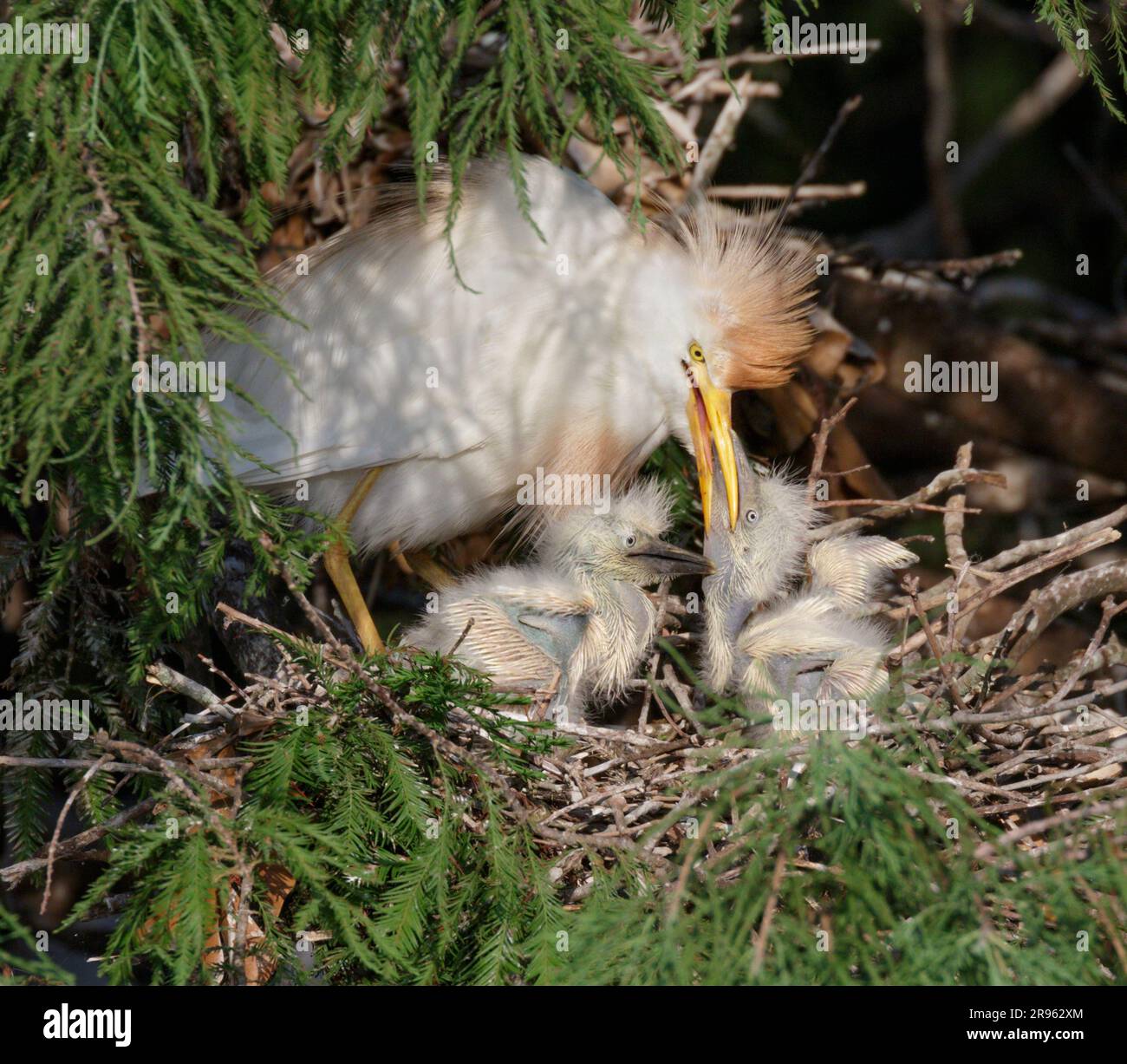 Rindereier (Bubulcus ibis) füttern Küken im Nest, Houston Area, Texas, USA. Stockfoto