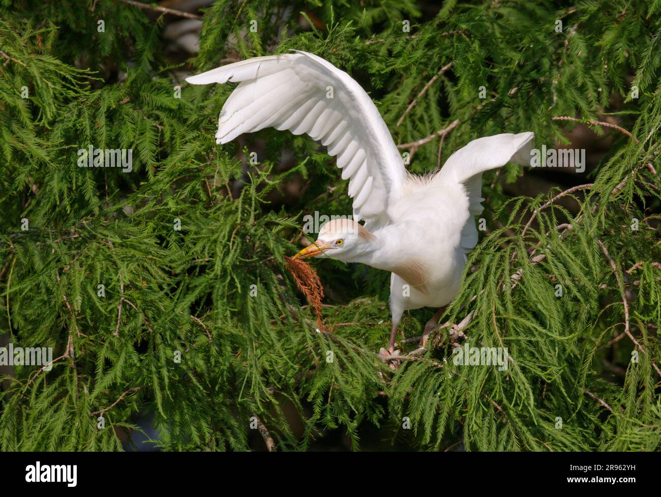 Rinderreiher (Bubulcus ibis), der trockene Zypressenblätter für Nestbettwäsche zieht, Houston Area, Texas, USA. Stockfoto