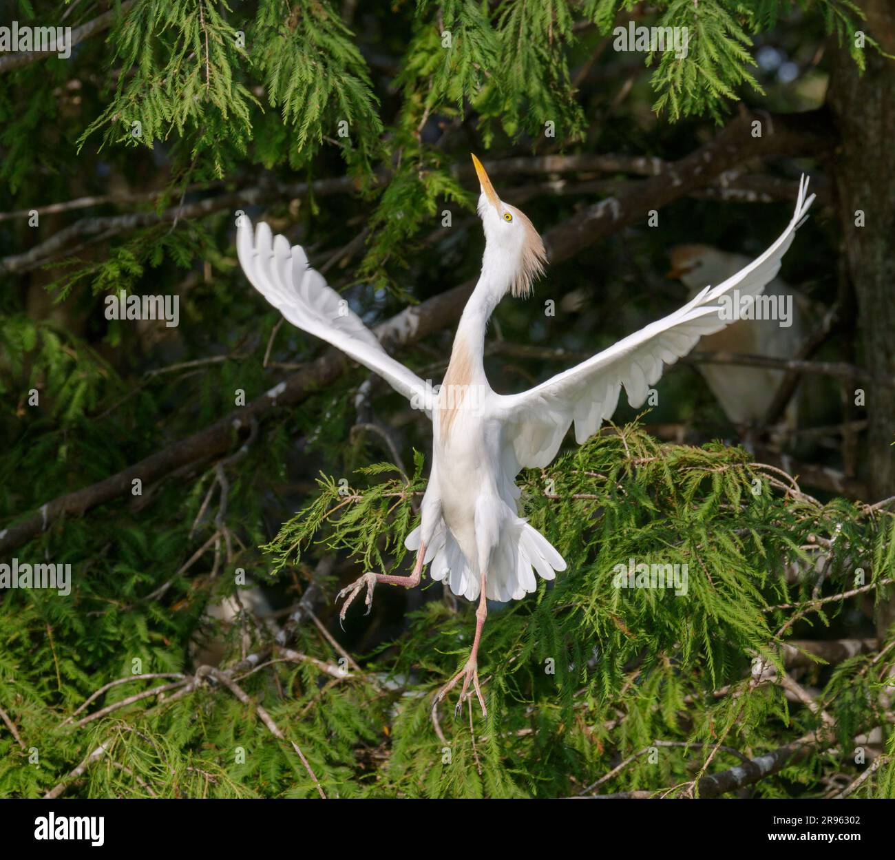 Rindereier (Bubulcus ibis) startet vertikal in einem Baum, Houston Area, Texas, USA. Stockfoto