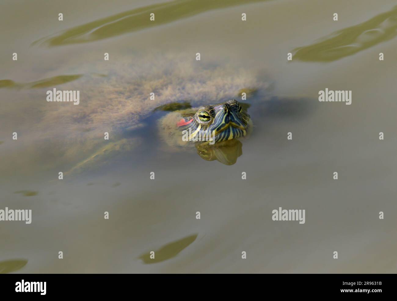 Ein alter Rotohr-Slider (Trachemys scripta elegans), dessen Muschel von Unkraut bedeckt ist, das aus dem Wasser eines Sees in Houston, Texas, USA, erblickt. Stockfoto