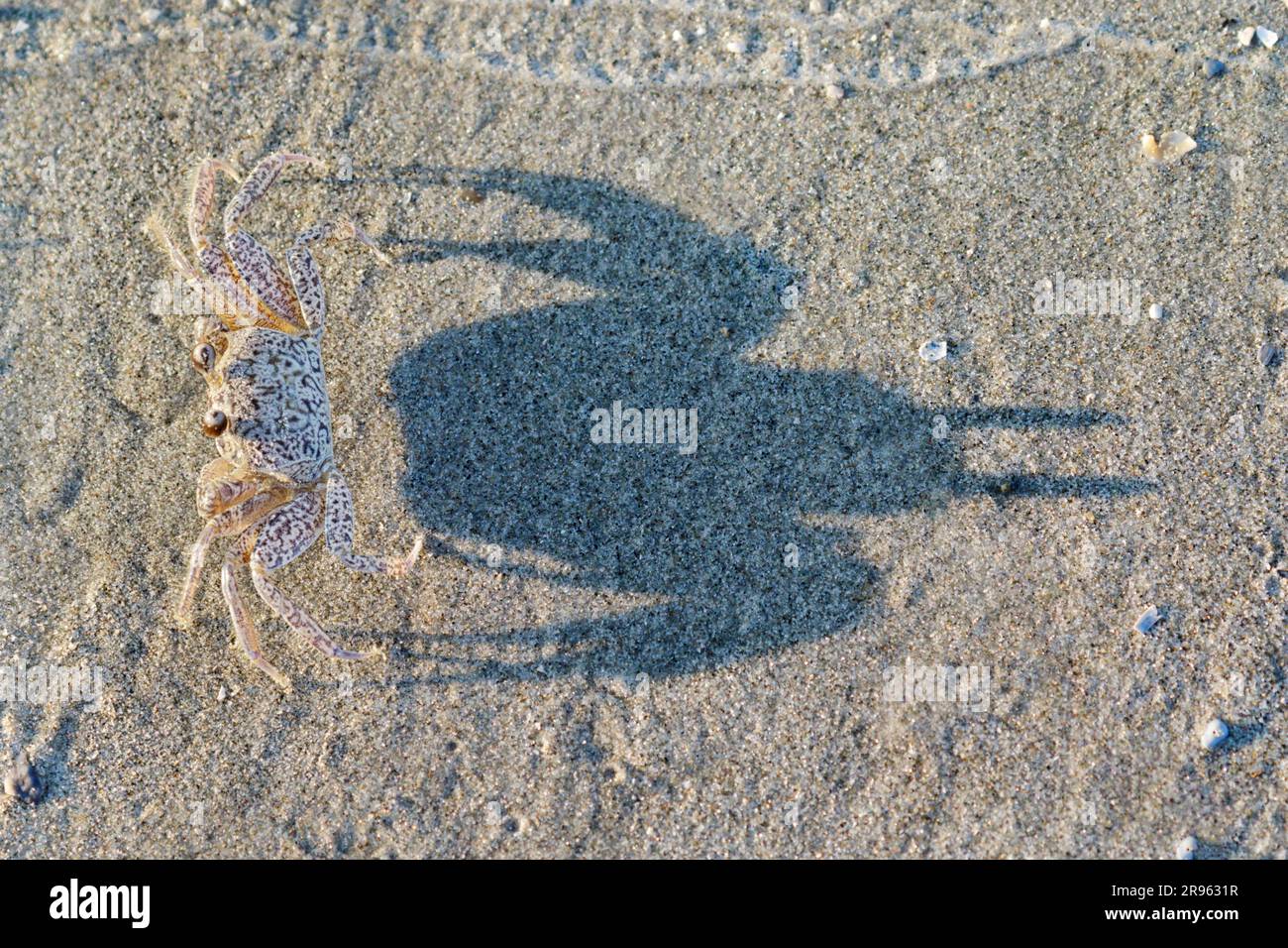 Am Ozeanstrand Galveston, Texas, gibt es junge Geisterkrabben oder Sandkrabben (Ocypode quadrata) mit ihren Schatten auf dem Sand (neutrale Tageslichtfarben). Stockfoto