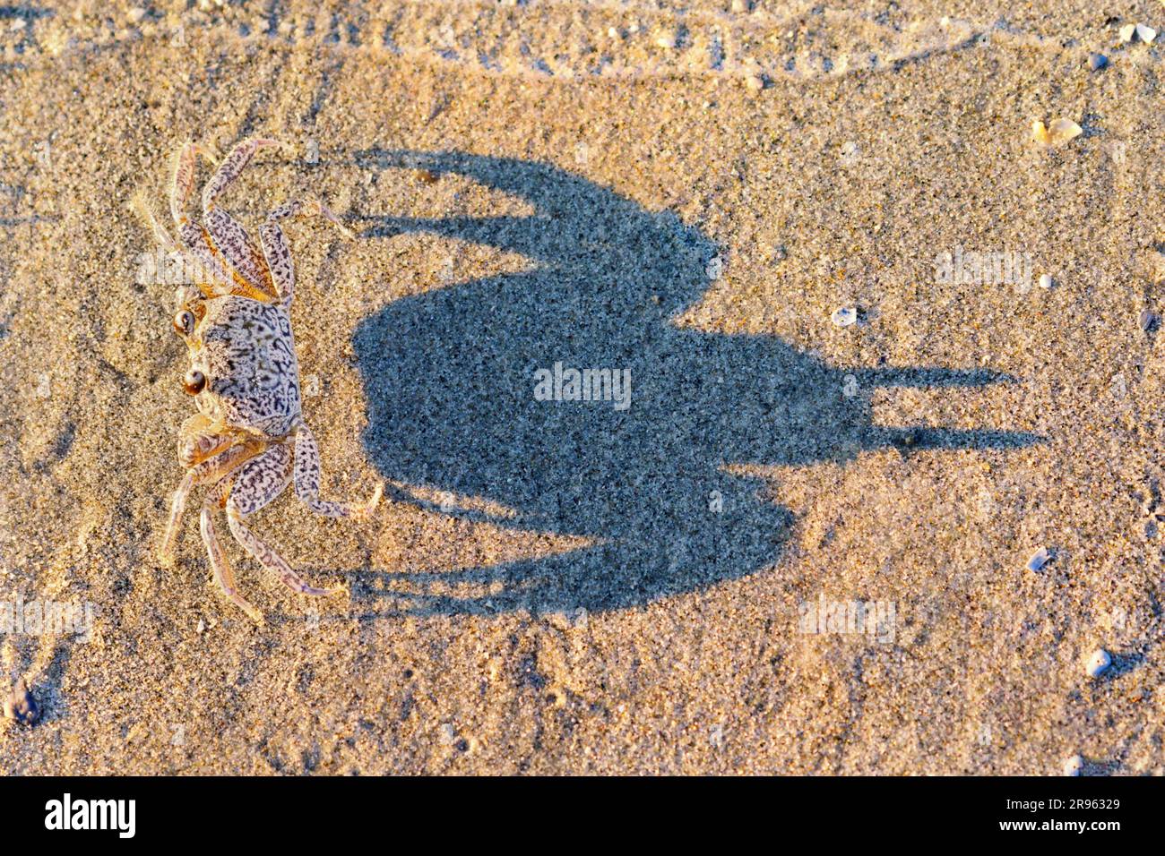 Am Meeresstrand Galveston, Texas, USA, gibt es junge Geisterkrabben oder Sandkrabben (Ocypode quadrata), deren Schatten auf dem Sand liegt. Stockfoto
