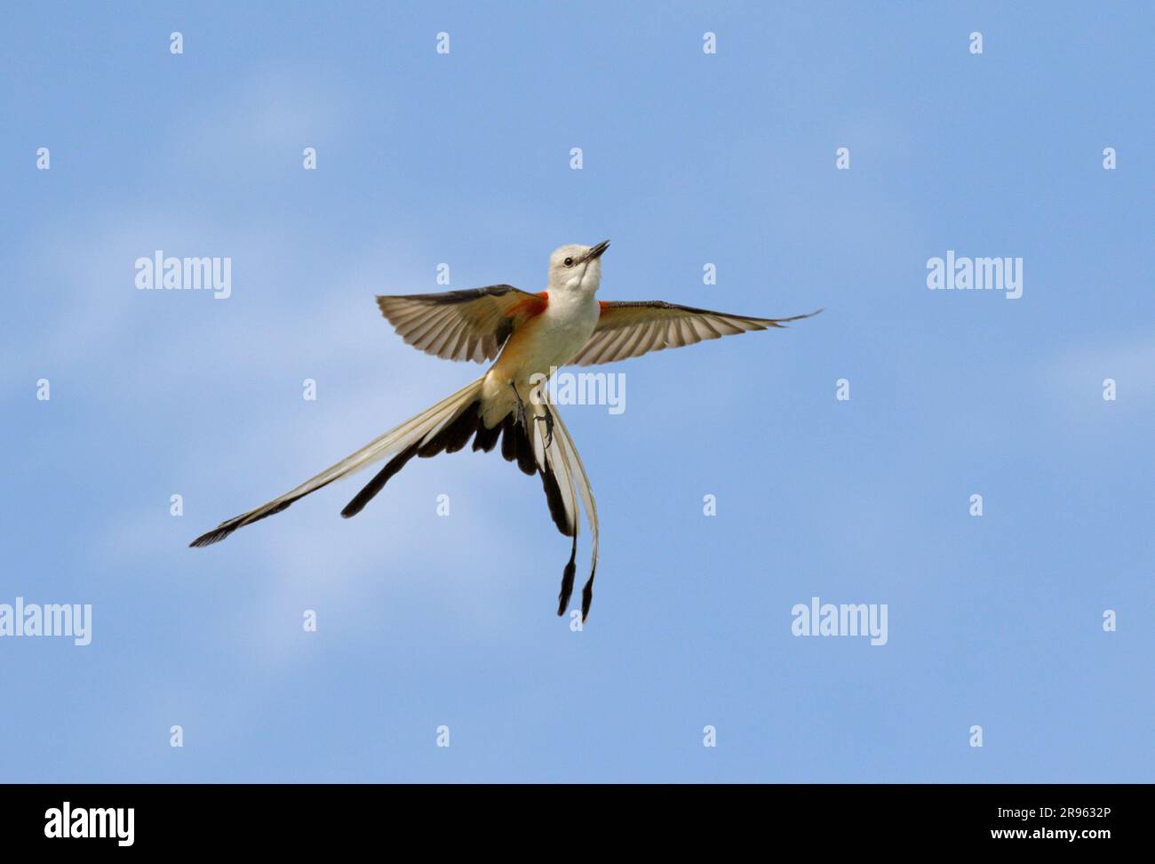 Scherenschwanzfänger (Tyrannus forficatus), fliegender Mann, Galveston, Texas, USA. Stockfoto