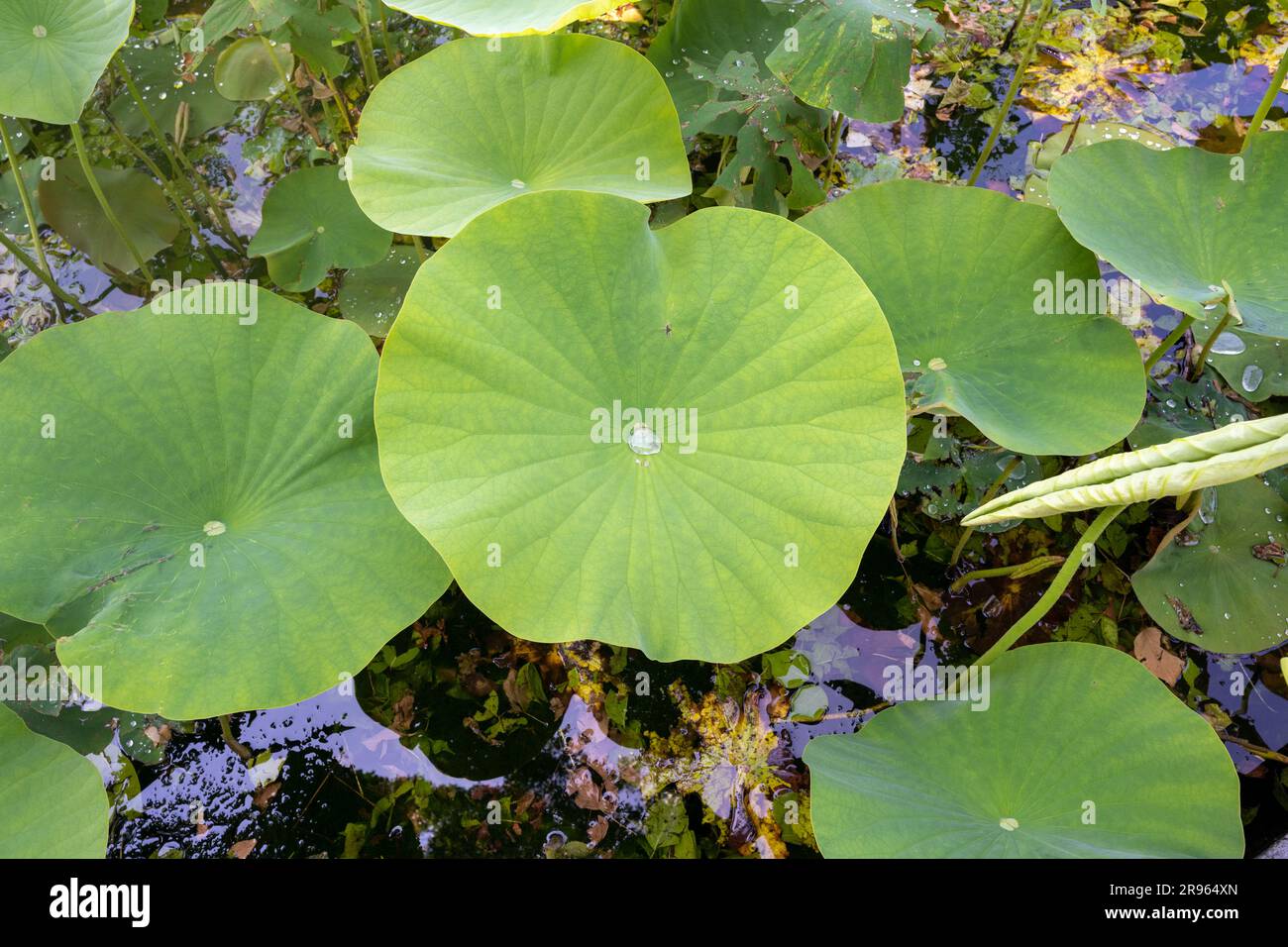 Grünes Lotusblatt - lateinischer Name - Nelumbo nucifera Stockfoto