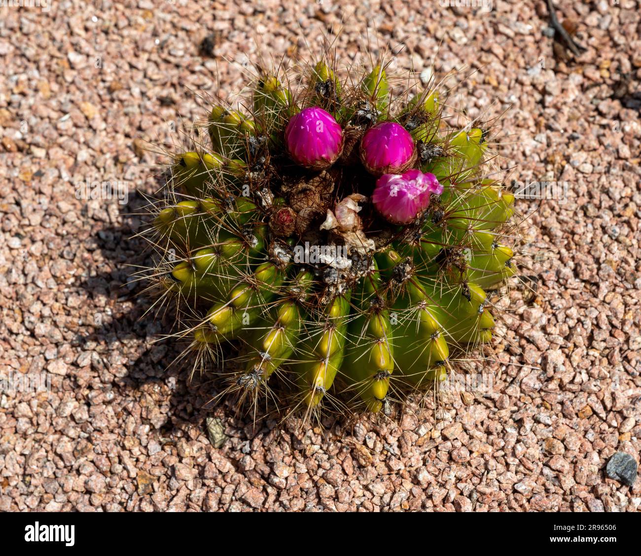 Cactaceae - Kaktusblume blüht draußen sehr schön Stockfoto